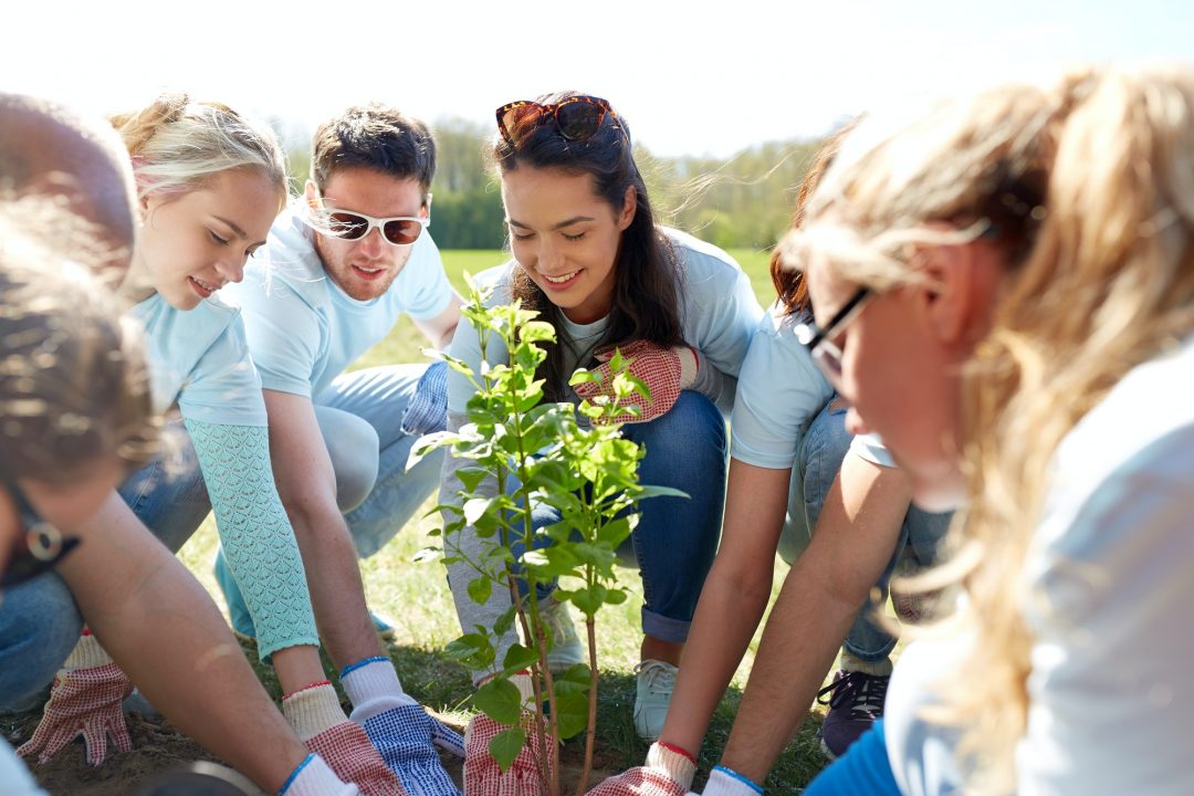 Reforesting Baran